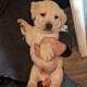 Labrador Retriever Puppies