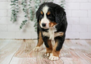 Boo – AKC Bernese Mountain Dog Puppy