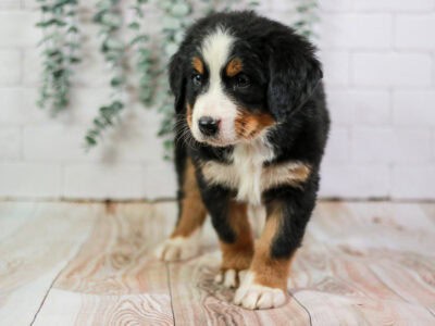 Boo – AKC Bernese Mountain Dog Puppy