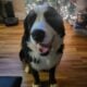 Bernese mountain STUD