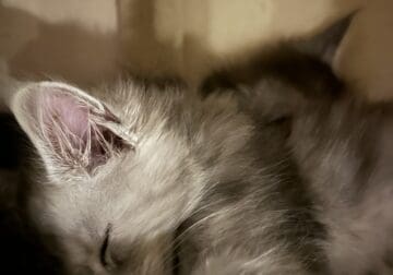 Maine Coon Kittens