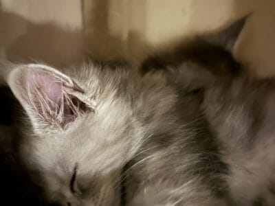 Maine Coon Kittens