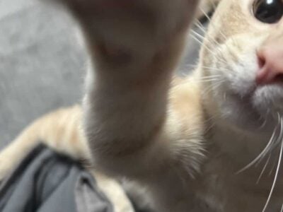 Free kitten