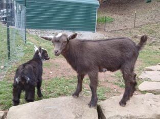 Baby Nubian goat