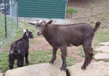 Baby Nubian goat