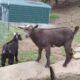 Baby Nubian goat