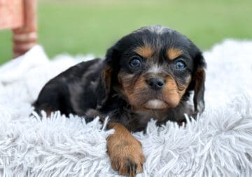Cavalier King Charles