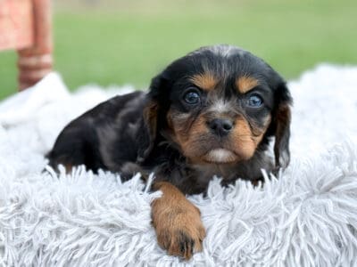 Cavalier King Charles