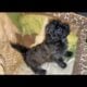 Shihpoo Puppy #4