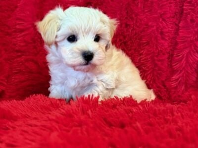 Maltipoo Puppies