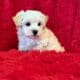 Maltipoo Puppies