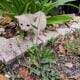 6 week old Kittens