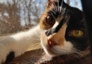 Calico girl to good home