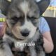 Husky/German Shepherd Puppies