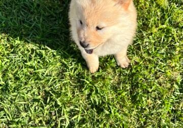 Chow chow puppy