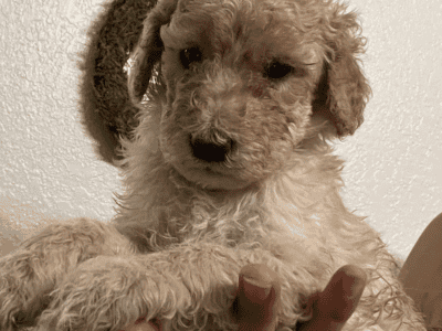 Poodle puppies
