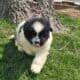 Akc registered Newfoundland puppy