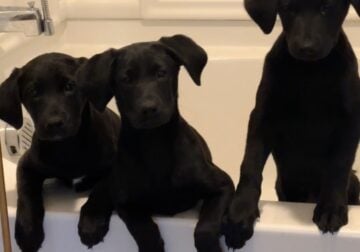 Fluffy Black Lab Long Labrador Retriever Puppies