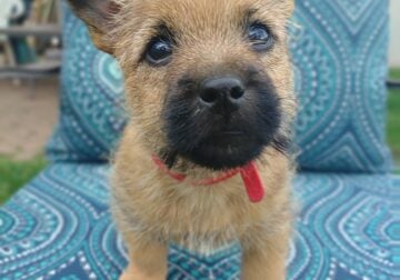 Cairn Terrier AKC PARENTS