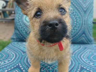 Cairn Terrier AKC PARENTS