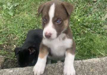 18 Pups for sale