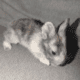 100% English Angora Rabbits