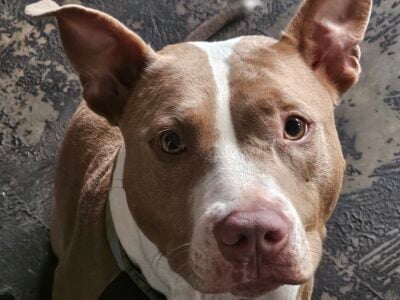 Sweetie needs a new home