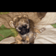 Shihpoo Puppy #3