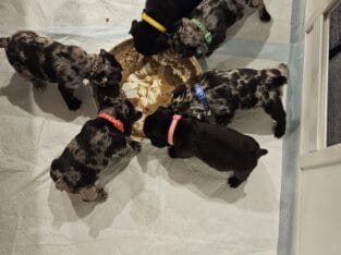6 French Bulldog Puppies for sale, 4 boys, 2 girls