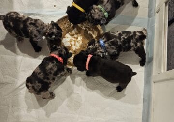 6 French Bulldog Puppies for sale, 4 boys, 2 girls