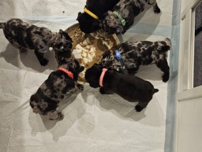 6 French Bulldog Puppies for sale, 4 boys, 2 girls
