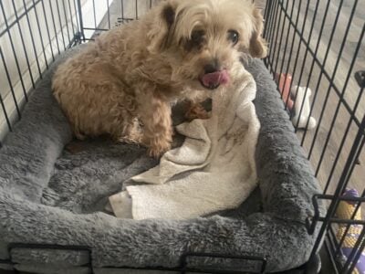 11 yr old he is a sweetheart great w kids11/2014