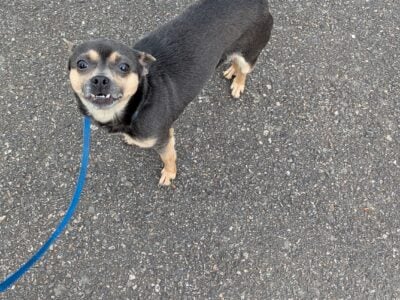 Rehoming – 3 year old girl