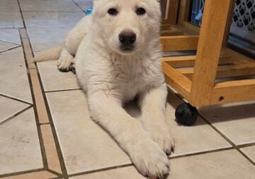 AKC Registered German Shepherd Dog