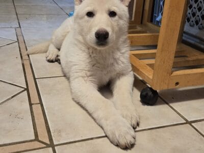 AKC Registered German Shepherd Dog