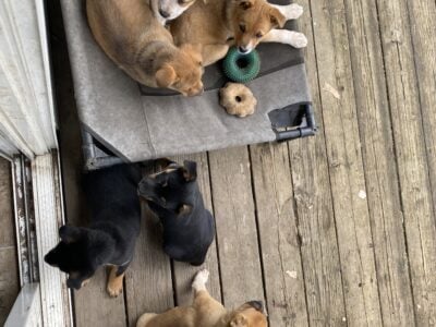 Litter of 8 Australian Shepard/ red heelers