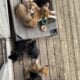 Litter of 8 Australian Shepard/ red heelers