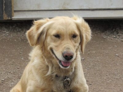 AKC TAFFY