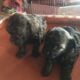 hard to find teacup poodle puppies