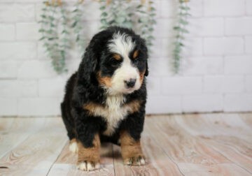 Hoppy – Kid Friendly Bernese Mountain Dog Puppy