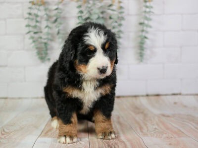 Hoppy – Kid Friendly Bernese Mountain Dog Puppy