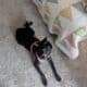 Great mid sized 10 mth old Dog