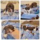 DACHSHUNDS