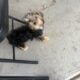Black and tan Male yorkie