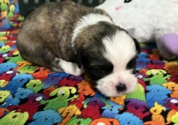 lhasa apso puppies