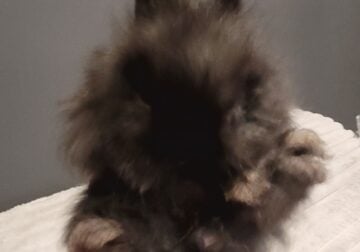 Netherland Dwarf Rabbit Black Shaded Fuzzy