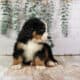 Honey – AKC Bernese Mountain Dog Puppy