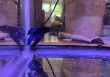 Adult healthy male blue veiltail betta fish