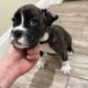 Euro Boxer Puppies AKC Registered