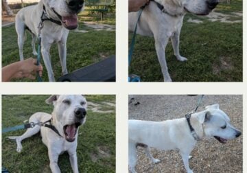 Rehoming Sweet Dog – Heartbreaking but Necessary
